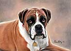 Boxer Dog