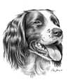 English Springer Spaniel