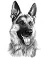 German Shepherd