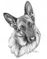 Kelly - German Shepherd drawing by Giles Illsley