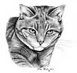 Marmalade Cat