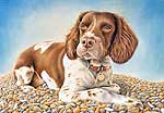 Max - Springer Spaniel - artwork by Giles Illsley