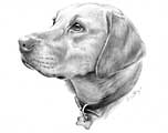 Minnie - Labrador - artwork by Giles Illsley