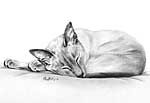 Sleeping Siamese
