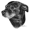 Staffordshire Bull Terrier