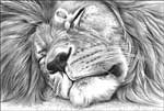 Big Cat Nap - artwork by Giles Illsley