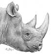 Black Rhino - artwork by Giles Illsley