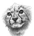 Cheetah Cub - artwork by Giles Illsley