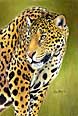 Jaguar - artwork by Giles Illsley