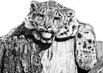 Snow Leopard